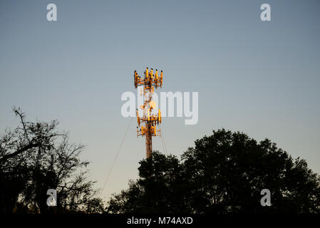 Torre cellulare con sono ' appollaiati poiane al tramonto a Gainesville, Florida. Foto Stock