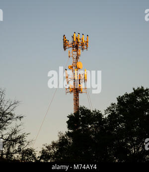 Torre cellulare con sono ' appollaiati poiane al tramonto a Gainesville, Florida. Foto Stock
