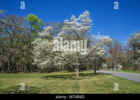 Corniolo alberi in fiore nel piccolo North Florida cittadina di Fort bianco. Foto Stock