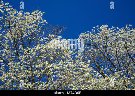 Corniolo alberi in fiore nel piccolo North Florida cittadina di Fort bianco. Foto Stock