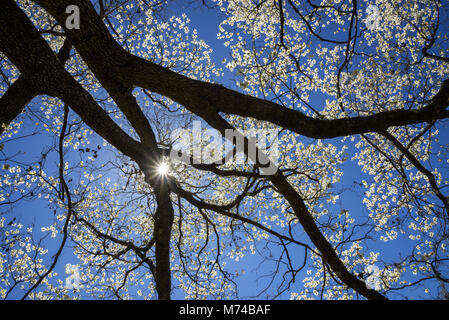 Corniolo alberi in fiore nel piccolo North Florida cittadina di Fort bianco. Foto Stock