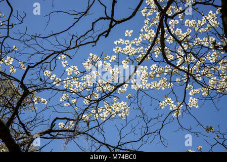 Corniolo alberi in fiore nel piccolo North Florida cittadina di Fort bianco. Foto Stock