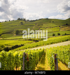 Alsaziano collinare paesaggio di vigneti con molti lotti di grapevine bagnato dal sole sotto un burrascoso cielo estivo. Foto Stock