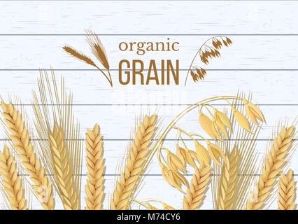 Frumento, orzo, avena e segale bianco su sfondo di legno. Cereali spikelets con orecchie, covone e testo grano organico, Illustrazione Vettoriale