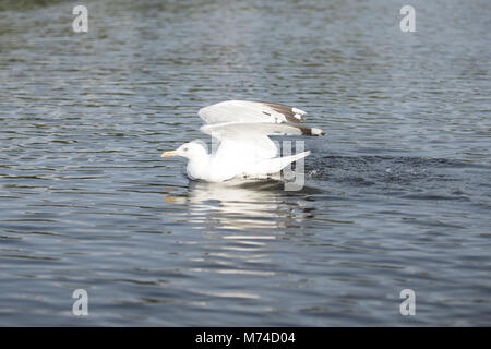 Seagull, Lago Tisza, Ungheria Foto Stock