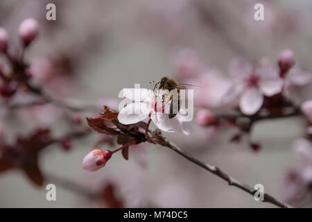 Bee impollinazione su un bel fiore di Prunus cerasifera pissardii Foto Stock