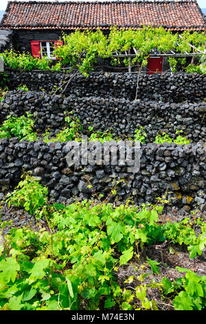 Vigneti all'interno di pareti di lava a Cachorro. Un sito Patrimonio Mondiale dell'UNESCO. Pico, isole Azzorre, Portogallo Foto Stock