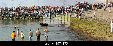 La corrida (tourada à corda) a Porto de Pipas. Angra do Heroísmo. Terceira, isole Azzorre, Portogallo Foto Stock