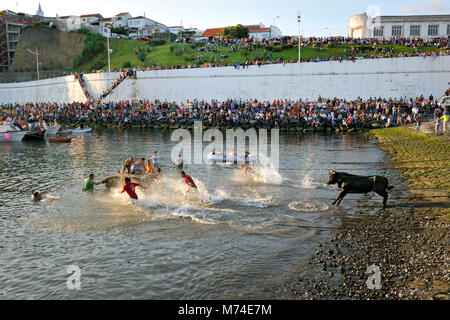 La corrida (tourada à corda) a Porto de Pipas. Angra do Heroísmo. Terceira, isole Azzorre, Portogallo Foto Stock
