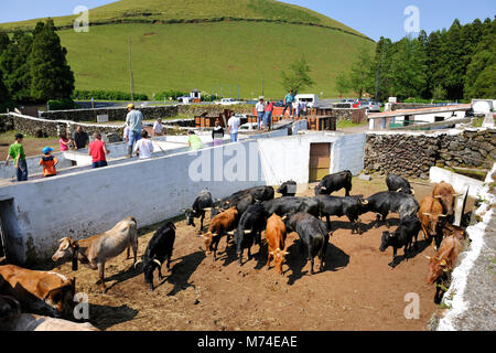 Tori selvaggi. Terceira, isole Azzorre, Portogallo Foto Stock