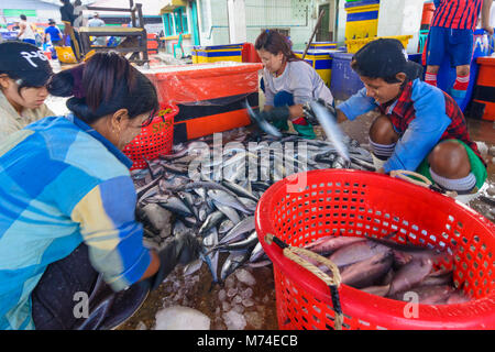 Yangon (Rangoon): San al contrario Pya il mercato del pesce: le donne a smistare pesce, , Regione di Yangon, Myanmar (Birmania) Foto Stock