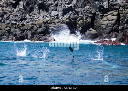 Un blu-footed booby, Sula nebouxi excisa, pieghe è senz'altro ali indietro immersioni subacquee per la cattura di pesci. Gli schizzi su entrambi i lati sono da tre altri sule breaki Foto Stock