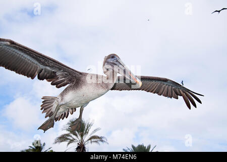 Brown Pelican, Pelecanus occidentalis, in volo su isola di Santa Cruz, Arcipelago delle Galapagos, Ecuador. Foto Stock