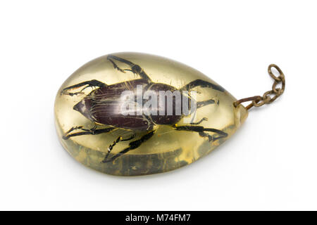 bug Beetle Foto Stock