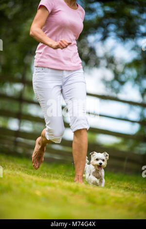 Carino piccolo cane facendo agilità drill - esecuzione di slalom, essendo obediend e rendendo il suo maestro felice ed orgoglioso Foto Stock