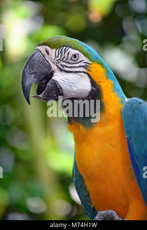 Pappagalli a Moody Gardens in Galveston, TX Foto Stock