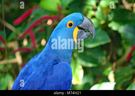 Pappagalli a Moody Gardens in Galveston, TX Foto Stock