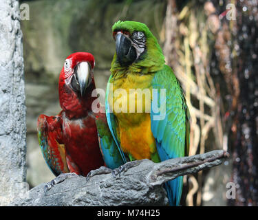 Pappagalli a Moody Gardens in Galveston, TX Foto Stock