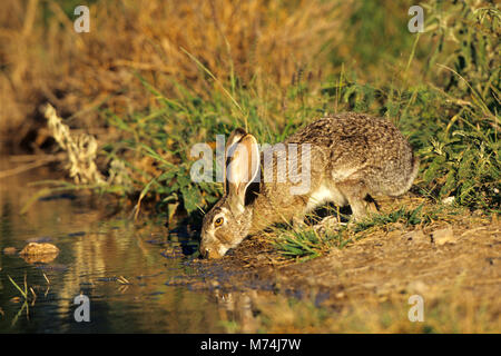 02203-00115 black-jack codato lepre (Lepus californicus) bere acqua a Starr Co. TX Foto Stock