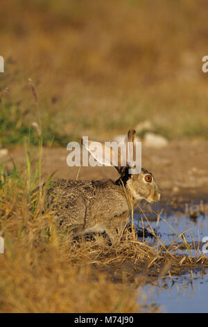 02203-00214 black-jack codato lepre (Lepus californicus) bere acqua a Starr Co. TX Foto Stock