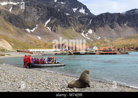 Crociera eco-turisti che arrivano in barca Zodiac nello storico Antartico stazione baleniera Grytviken Harbour Georgia del Sud, Hooker sea lion poste sulla spiaggia rocciosa Foto Stock