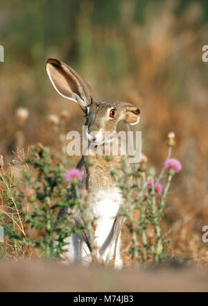 02203-004.11 black-jack codato lepre (Lepus californicus) Starr Co. TX Foto Stock