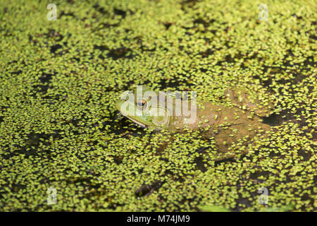 02471-00607 American Bullfrog (Lithobates catesbeianus) in stagno con lenticchie d'acqua Marion Co. IL Foto Stock