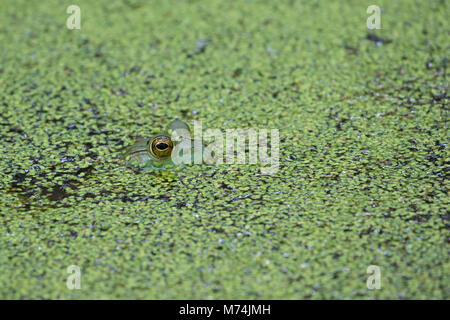 02471-00609 American Bullfrog (Lithobates catesbeianus) in stagno con lenticchie d'acqua Marion Co. IL Foto Stock