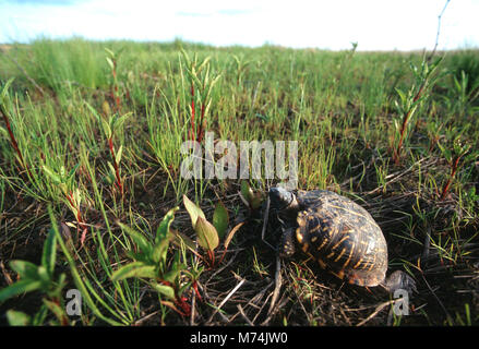 02539-001.16 ornati di Tartaruga scatola (Terrapene ornata) Prairie Ridge Stato Area Naturale, Marion Co. IL Foto Stock