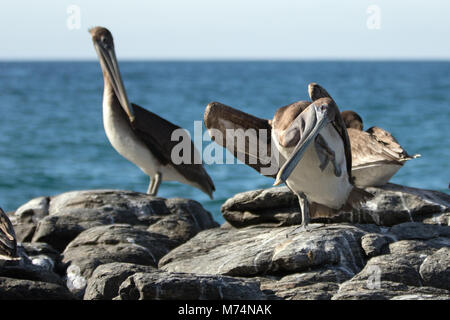 California Brown Pelican graffiare un prurito Foto Stock