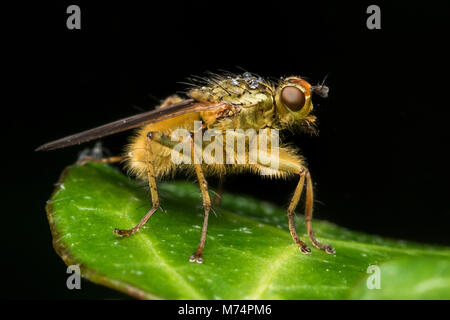 Sterco giallo Fly (Scathophaga stercoraria) in appoggio su una foglia di edera. Tipperary, Irlanda Foto Stock