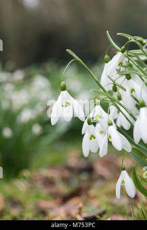 Galanthus 'Mmagnete'. Snowdrop 'Mmagnete' Fiore in febbraio. Regno Unito Foto Stock