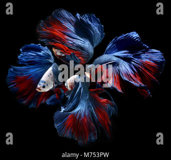 Fancy monster testa bianca betta o saimese combattendo pesci come il drago swiming . Foto Stock