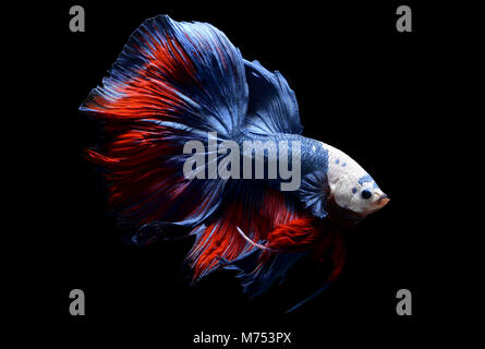 Fancy monster testa bianca betta o saimese combattendo pesci come il drago swiming . Foto Stock