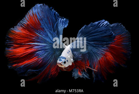 Fancy monster testa bianca betta o saimese combattendo pesci come il drago swiming . Foto Stock