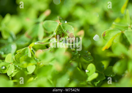 Foglie verdi di Oxalis pes-caprae, Bermuda buttercup, specie invasive e di erba infestante Foto Stock