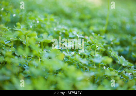 Foglie verdi di Oxalis pes-caprae, Bermuda buttercup, specie invasive e di erba infestante Foto Stock