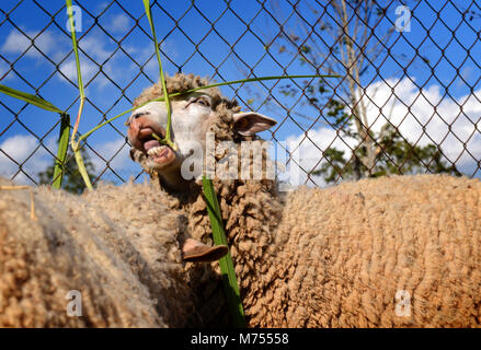 Pecore in zoo fattoria per viaggiatore a guardare e teavel a nord della Thailandia Foto Stock