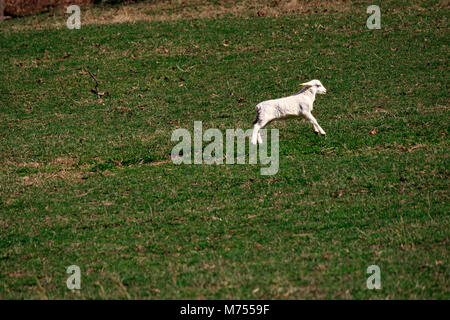 Un bambino di agnello (bianco pecora Dorper) (Ovis aries) salta fino alla cima di una collina di erba verde al Biltmore Estate in Asheville, North Carolina, STATI UNITI D'AMERICA Foto Stock