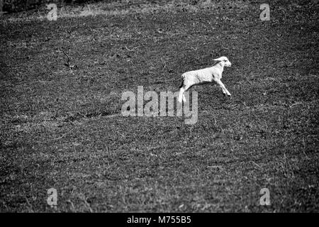 Un bambino di agnello (bianco pecora Dorper) (Ovis aries) salta fino alla cima di una collina di erba verde al Biltmore Estate in Asheville, North Carolina, STATI UNITI D'AMERICA Foto Stock