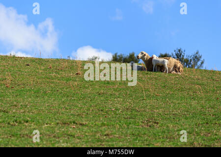 Due agnelli e una pecora (bianco Dorper pecore) (Ovis aries) nestle sulla cima di una collina contro un cielo blu al Biltmore Estate in Asheville, NC, Stati Uniti d'America Foto Stock