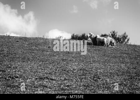 Due agnelli e una pecora (bianco Dorper pecore) (Ovis aries) nestle sulla cima di una collina contro un cielo blu al Biltmore Estate in Asheville, NC, Stati Uniti d'America Foto Stock