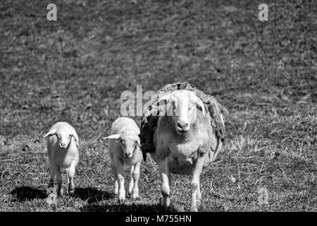 Una madre pecore e due agnelli (bianco Dorper) (Ovis aries) a piedi verso la telecamera, fissando, al Biltmore Estate in Asheville, NC, Stati Uniti d'America Foto Stock