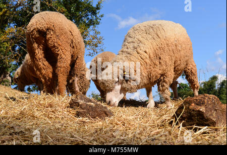 Pecore in zoo fattoria per viaggiatore a guardare e teavel a nord della Thailandia Foto Stock