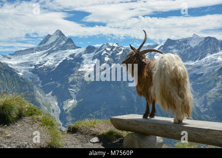 Modello di capra in posa di Alpi Svizzere vicino a Grindelwald prima Foto Stock