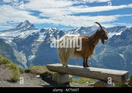 Modello di capra in posa di Alpi Svizzere vicino a Grindelwald prima Foto Stock