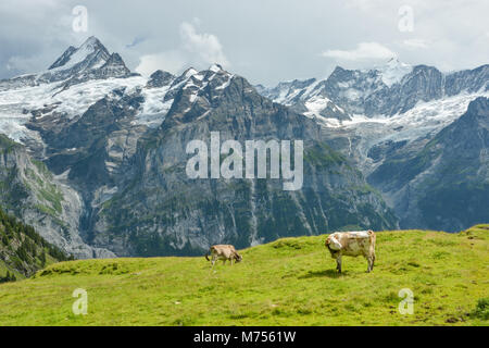 Mucche al pascolo nelle Alpi svizzere prima della tempesta sta andando a colpire il disco Foto Stock