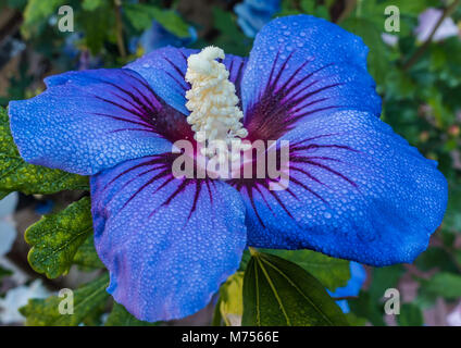 Una ripresa macro di un ibisco blu fiore. Foto Stock