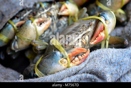 La vita del granchio di carne per la vendita sul mercato della pesca per la cottura è uno dei costosi frutti di mare in Thailandia Foto Stock