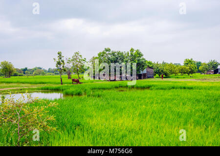 Verdi campi di riso nella campagna cambogiana. Battambang Foto Stock